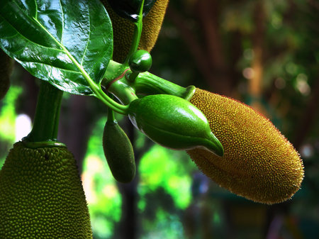 tropical sapling young green jackfruits  hanging on the trees