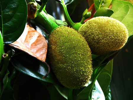 tropical sapling young green jackfruits  hanging on the trees