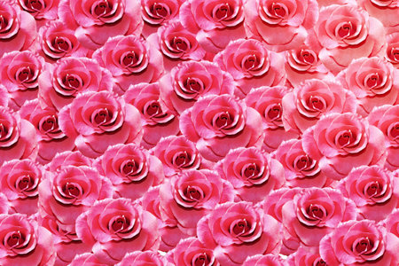 The buds of flowers roses. Holiday card. Floral background of roses.の写真素材