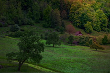 A meadow landscape with trees and a house