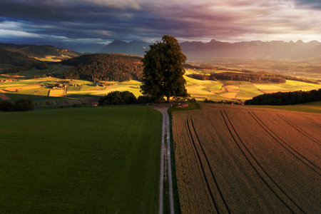 A meadow field and a wheat field separated by a hiking trail. In the middle is a big tree