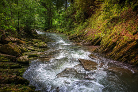 A stream surrounded by green trees and stones covered with moss