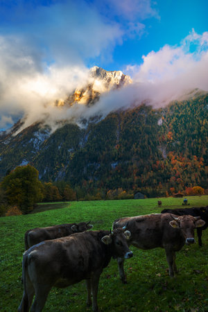 Cows grazing on a pasture surrounded by mountains under cloudy skyの写真素材