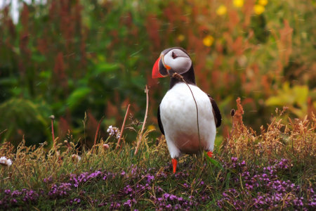 Colorful puffin standing alone in the grass with flowers in the icelandic springの写真素材