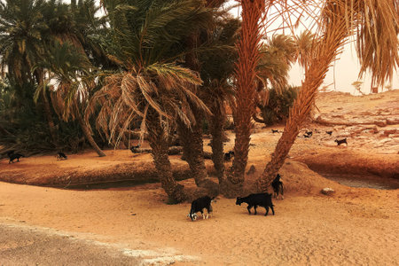 Morocco Desert Palm Trees and Goats Landscape: A unique and picturesque landscape in Morocco, featuring lush palm trees in the midst of the otherwise arid desert.の写真素材