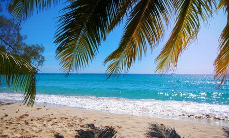 palm leaves on the  tropical sea beach background in Summer concept