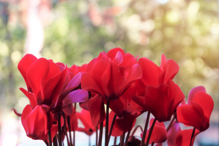 Red Flower Vintage Styleの写真素材