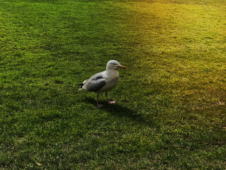 Adult seagull standing in green grass of a parkの写真素材