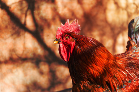 Portrait of showy rooster in the henhouse with showy plumage