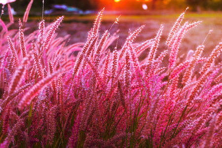 Pink flower blossom on field.selective focus, Beautiful growing and flowers on meadow blooming in...
