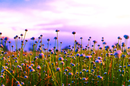 White grass flowers field(Eriocaulon decangulare) Beautiful growing and blooming wild