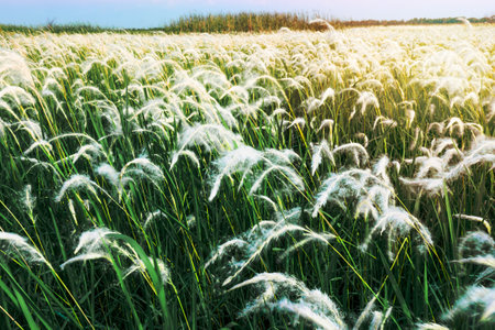 White Grass flower Field on blue sky nature backgroundの写真素材