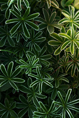 green plants Alchemilla alpina in fullscreenの写真素材