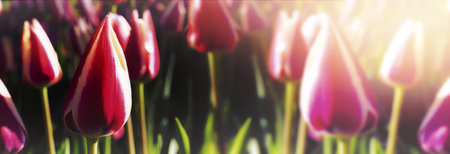 Banner tulips on a blurry background. Spring background.の写真素材