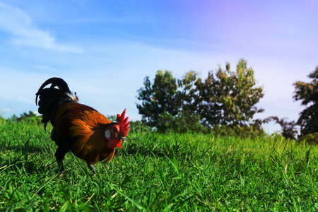 Beautiful Rooster (cock) on nature background, farm animals