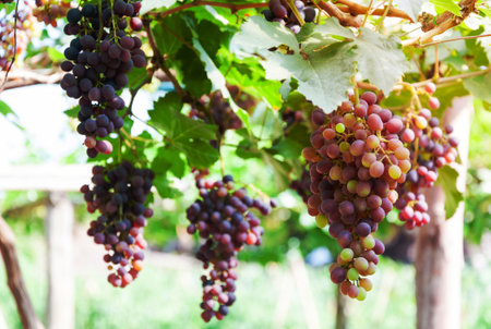 Bunches of wine grapes hanging on the vine with green leaves  in garden