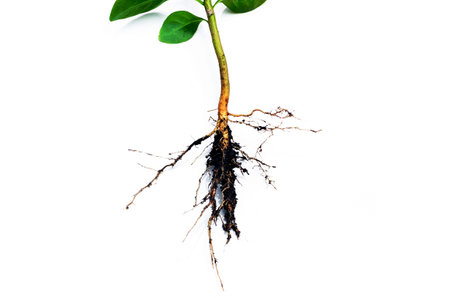 Image shows in detail the root system of a plant isolated on white background (Root)の写真素材