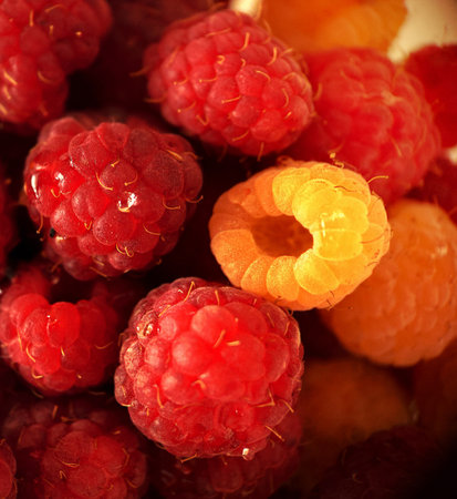 Ripe garden raspberries in red and yellow close-up.Macro photography.Texture or background.Selective...