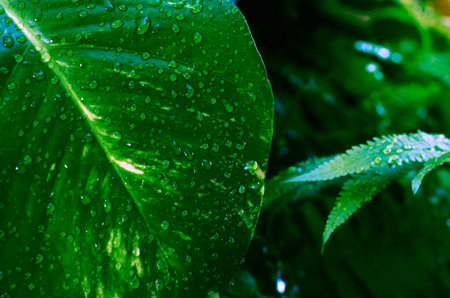 Green leaves with water drops close-up