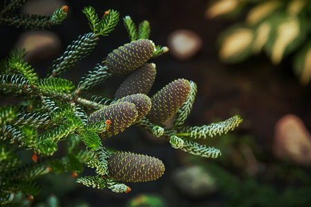 Afternoon Korean green fir with cones on a branch in the forest close-up.Texture or background