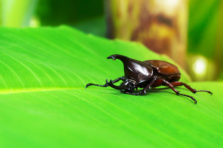 Dynastinae or rhinoceros beetles (Allomyrina dithotomus) on treeの写真素材