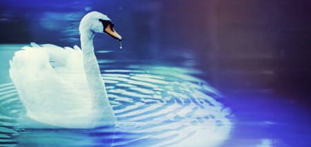White swan banner on a blue water background. Beautiful bird in the water.の写真素材