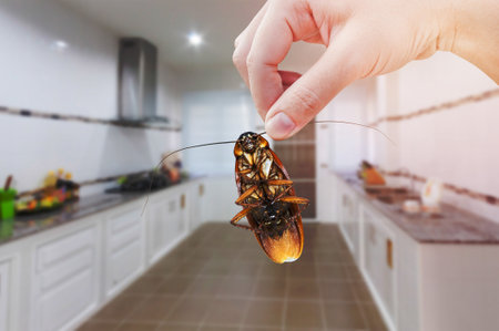 Woman's Hand holding cockroach on kitchen background, eliminate cockroach in kitchen