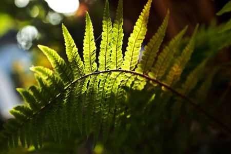 beautiful fern in dense forest in sunlight