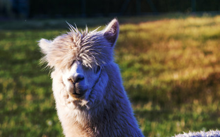 alpaca portrait at green meadow in the zooの写真素材
