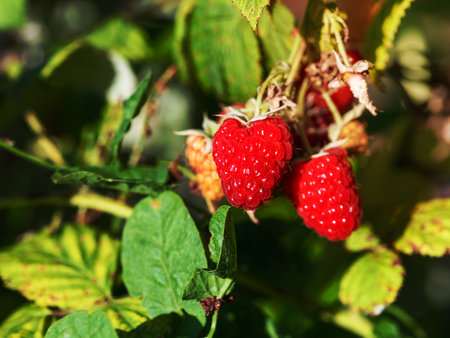 red raspberries on green bush in garden in summer sunset