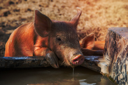 Cute baby pig drinking waterの写真素材