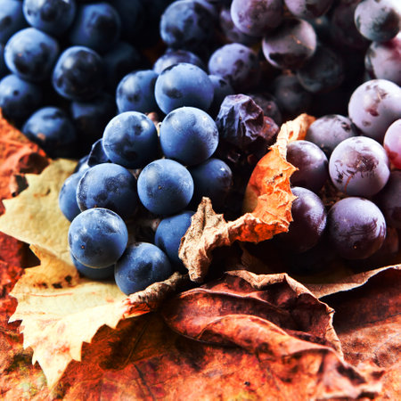 New crop of grapes for wine manufactureの写真素材