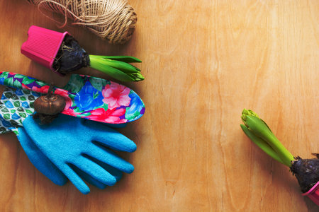 Gardening concept. Seedling hyacinth, garden tools, scissors, twine, shopping paper bag, tubers-bulbs gladiolus. Copy space. Seasonal gardening Top view Spring backgroundの写真素材