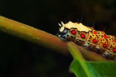 colourful worm natureの写真素材