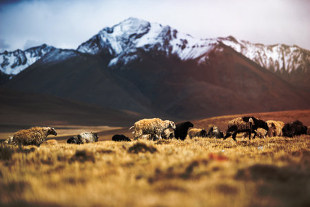 many sheep walking in himalayas backgroundの写真素材