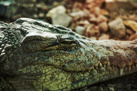 crocodile close up eye closesの写真素材