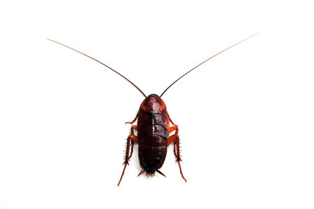 little single upset cockroach isolate on white background