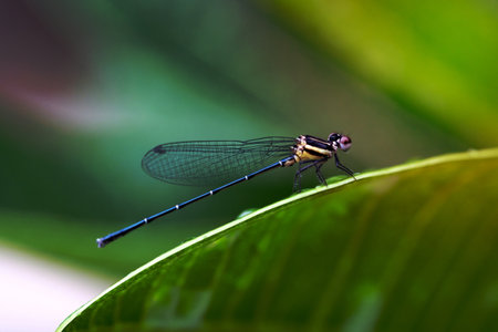Beautiful dragonfly on green leafの写真素材