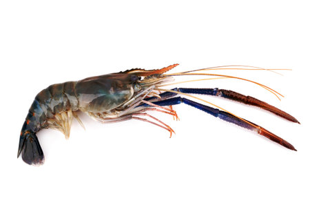 Fresh shrimp, Giant freshwater prawn on whiteの写真素材