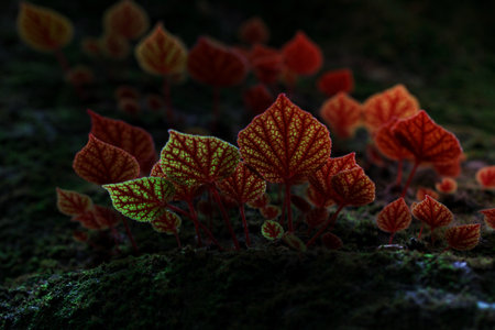 Close- up of Begonia leaf at Phu Hin Rong Kla National Park, Phitsanulok, Thailand