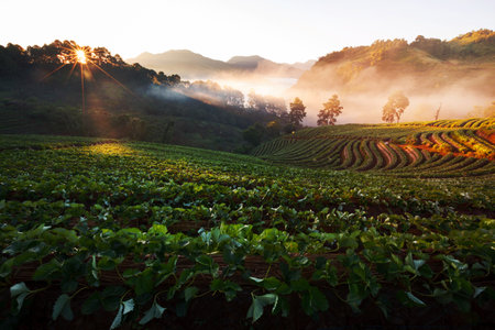 Misty morning sunrise in strawberry garden at Doi Angkhang mountain, chiangmai : thailandの写真素材