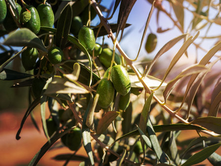 Green Olives on a branch. Close up green olives on a tree.の写真素材