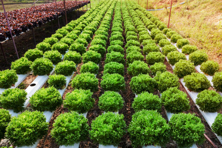 Organic hydroponic vegetable gardenの写真素材