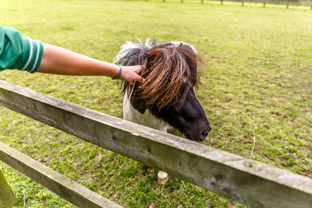 Small horse is petted by a person, on a big farm