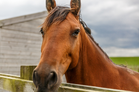 View of the head of a nice brown horse on a green and pretty farm in the east of England on a cloudy day, United Kingdomの写真素材