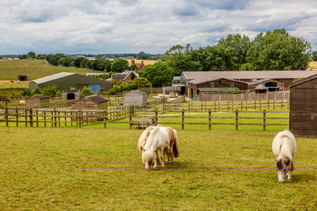 Three ponies graze peacefully on a beautiful farm, UKのeditorial素材