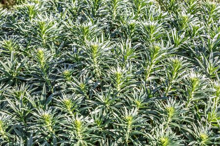 Texture formed by the branches of a group of large pinesの写真素材