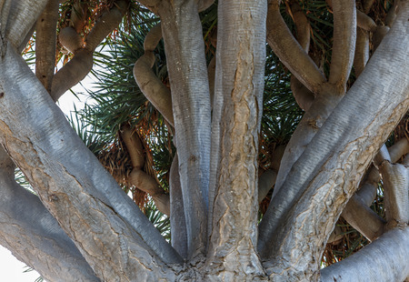Close-up view of ramifications of a large drago tree, plant typical of the Canary Islands, Spainの写真素材