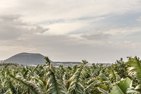 Leaves of the banana plant, Tenerife island, Spainの写真素材