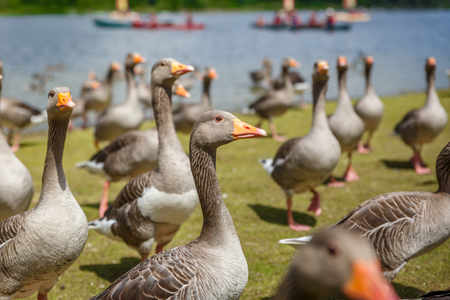 Colony of gray ducks that are in a lawn next to the shore of a great riverの写真素材